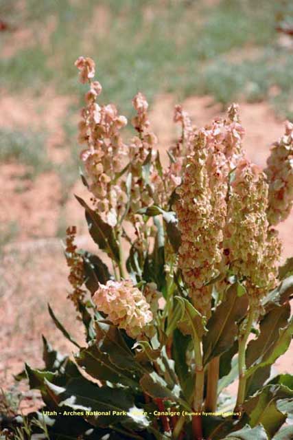 flore utah - canaigre